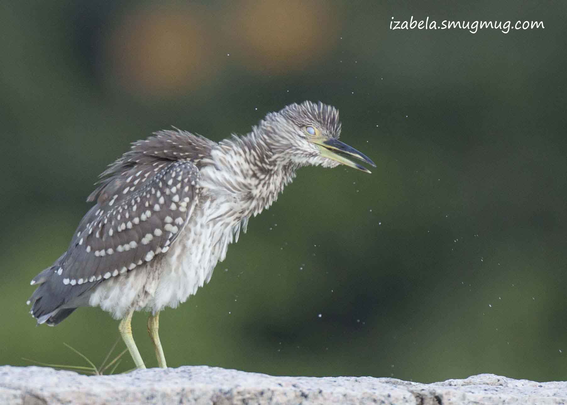 Young Night Heron 4_with logo.jpg