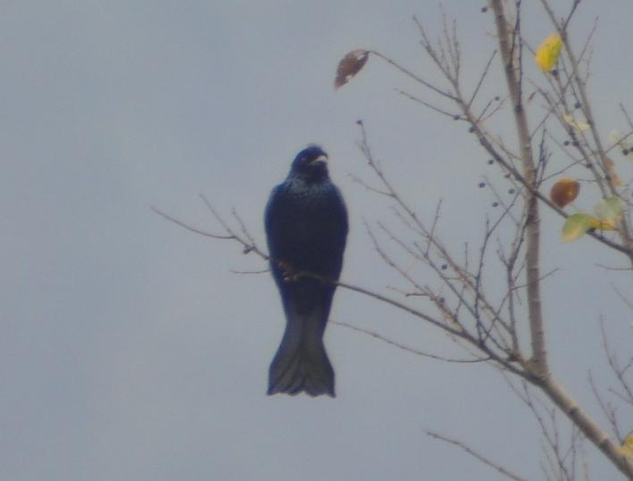 Hair crested Drongo.jpg