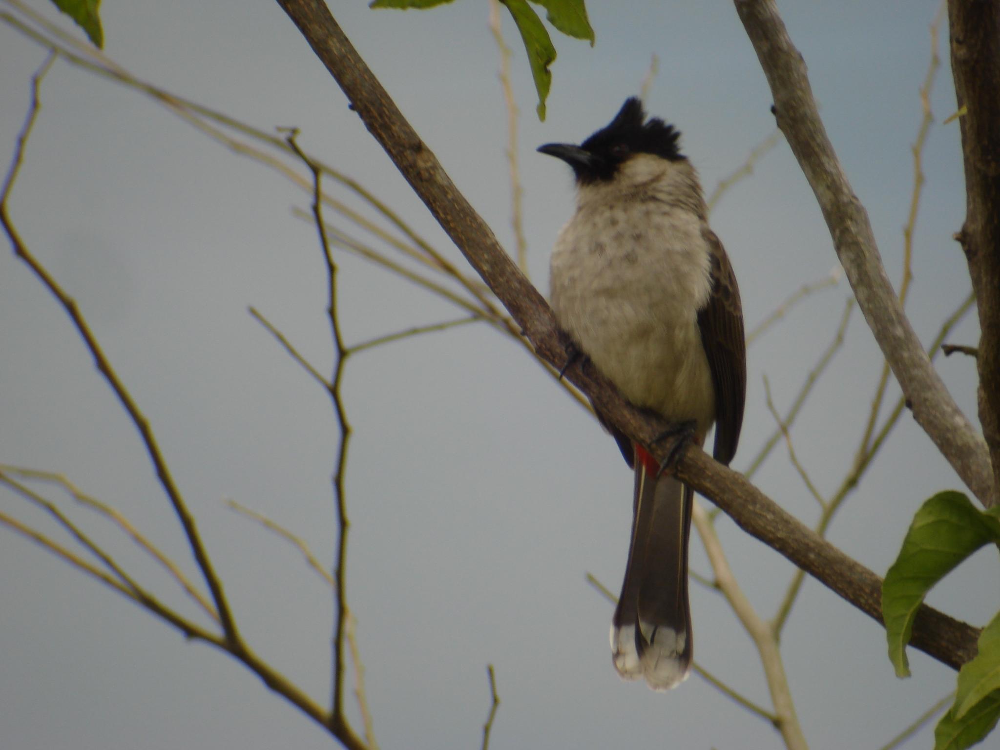 Red vented Bulbul.jpg