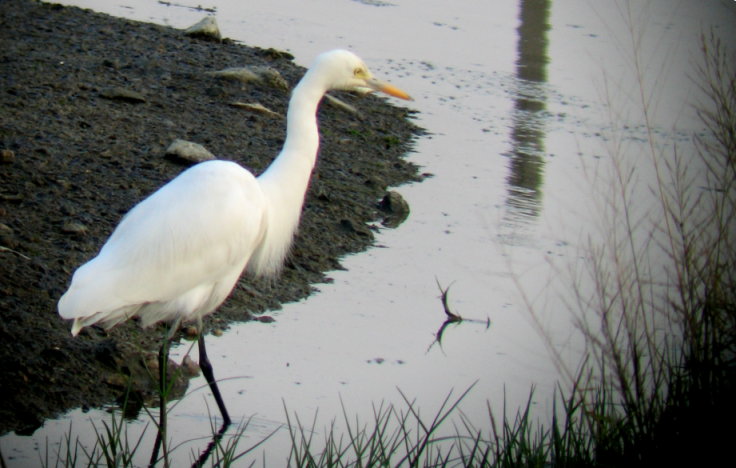 egret.jpg