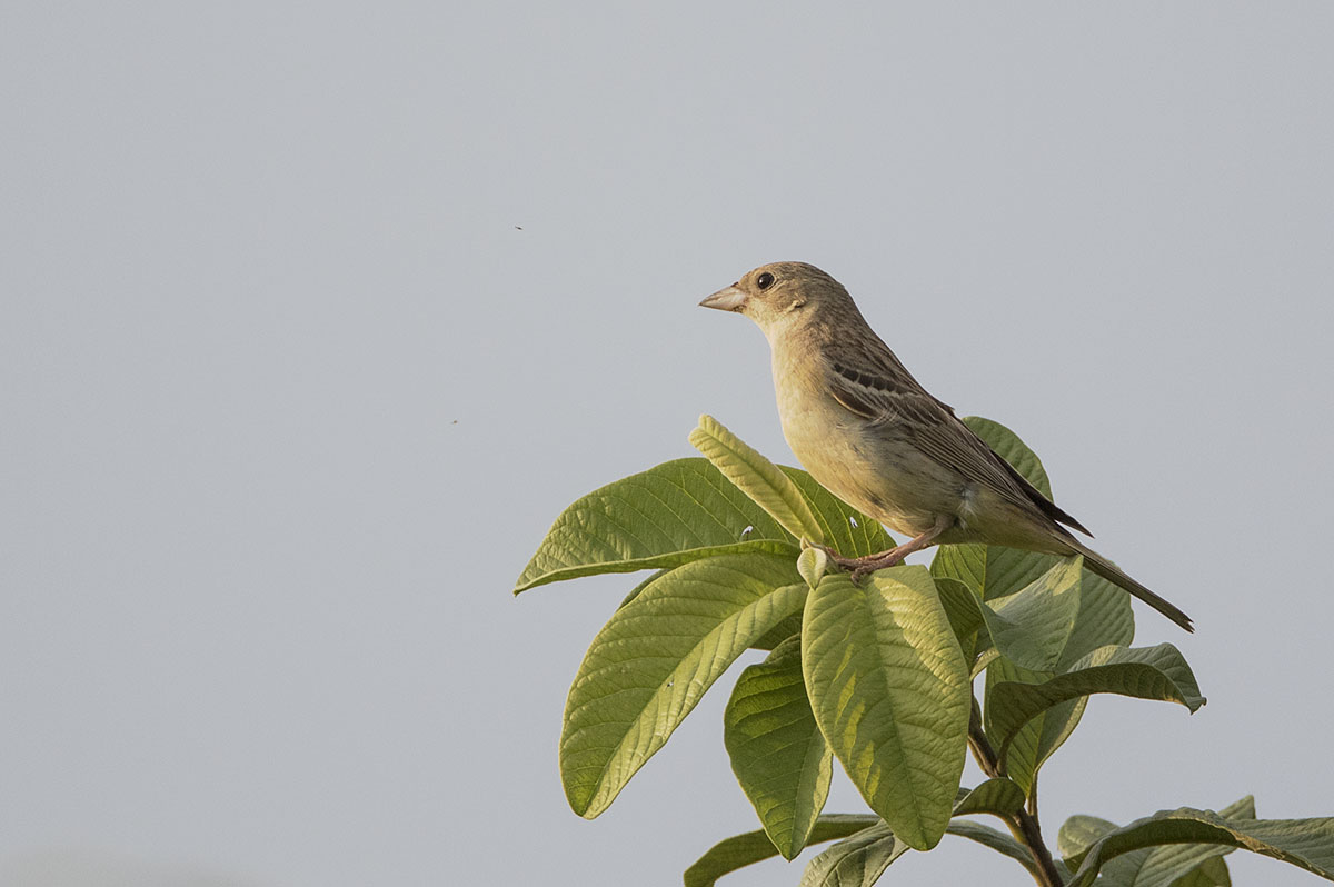 Black-headed bunting 875A8682.jpg