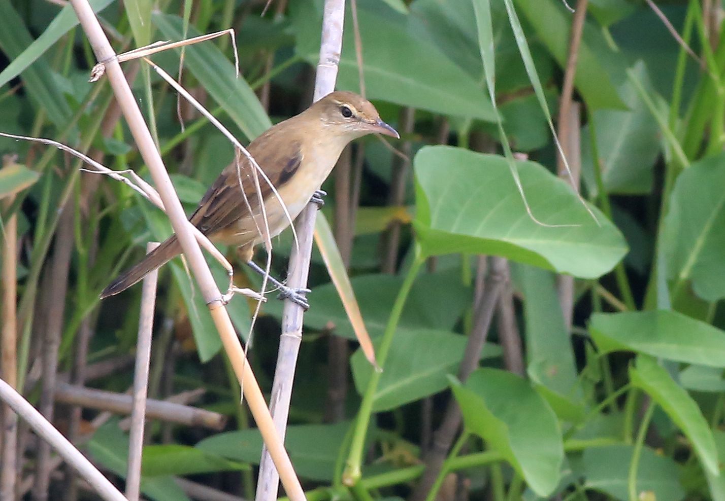 Oriental Reed Warbler 4a.jpg