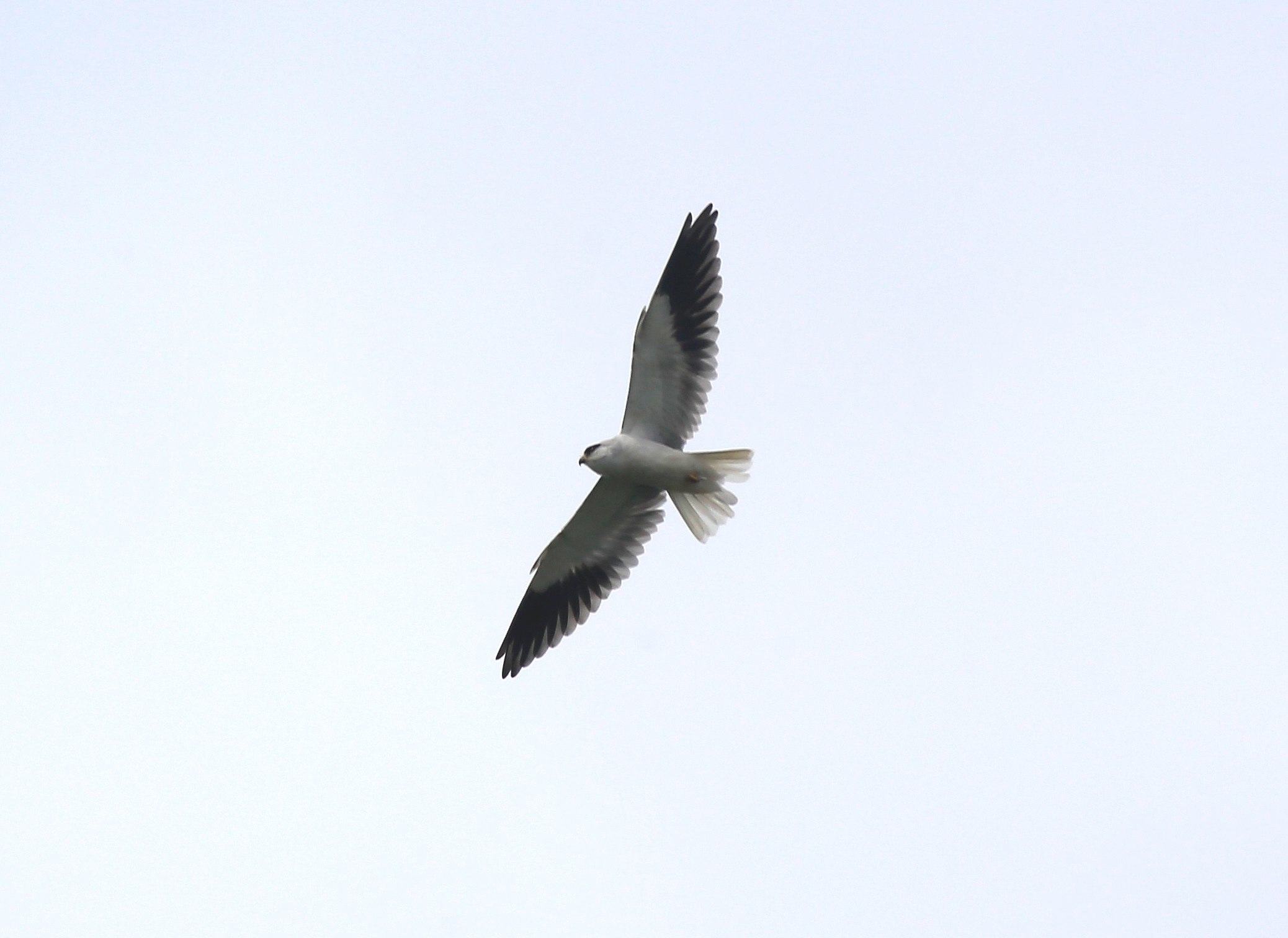 Black-winged Kite 1a.jpg