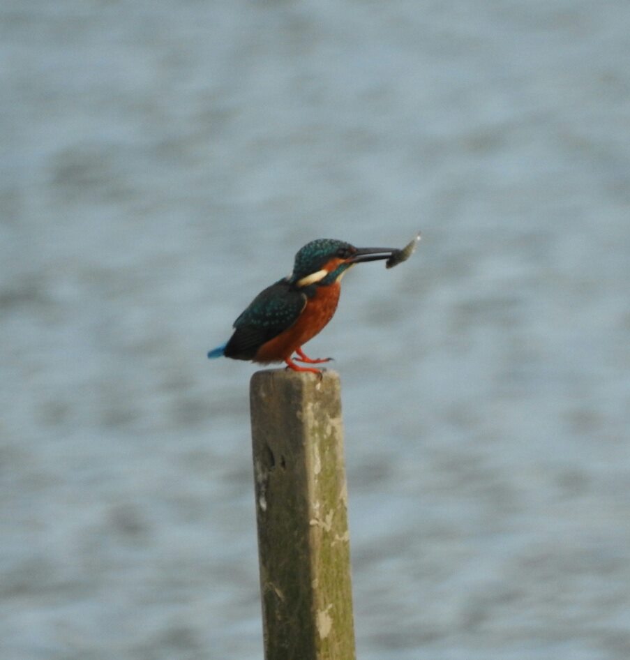 CommonKingfisher-w-fish-20161113.jpg