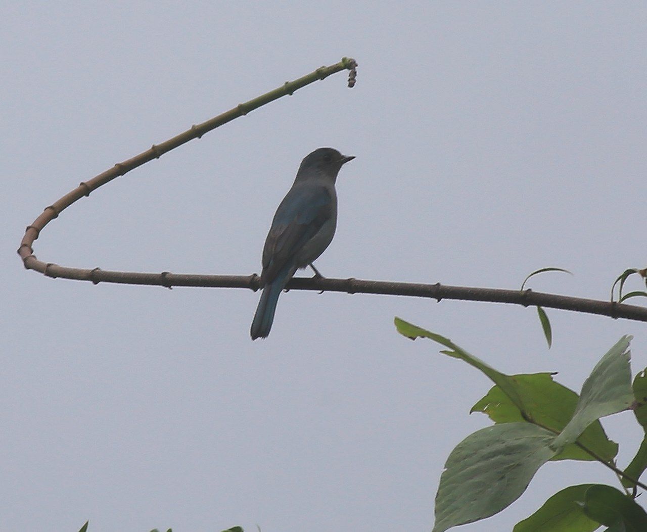 Blue & White Flycatcher 1a.jpg