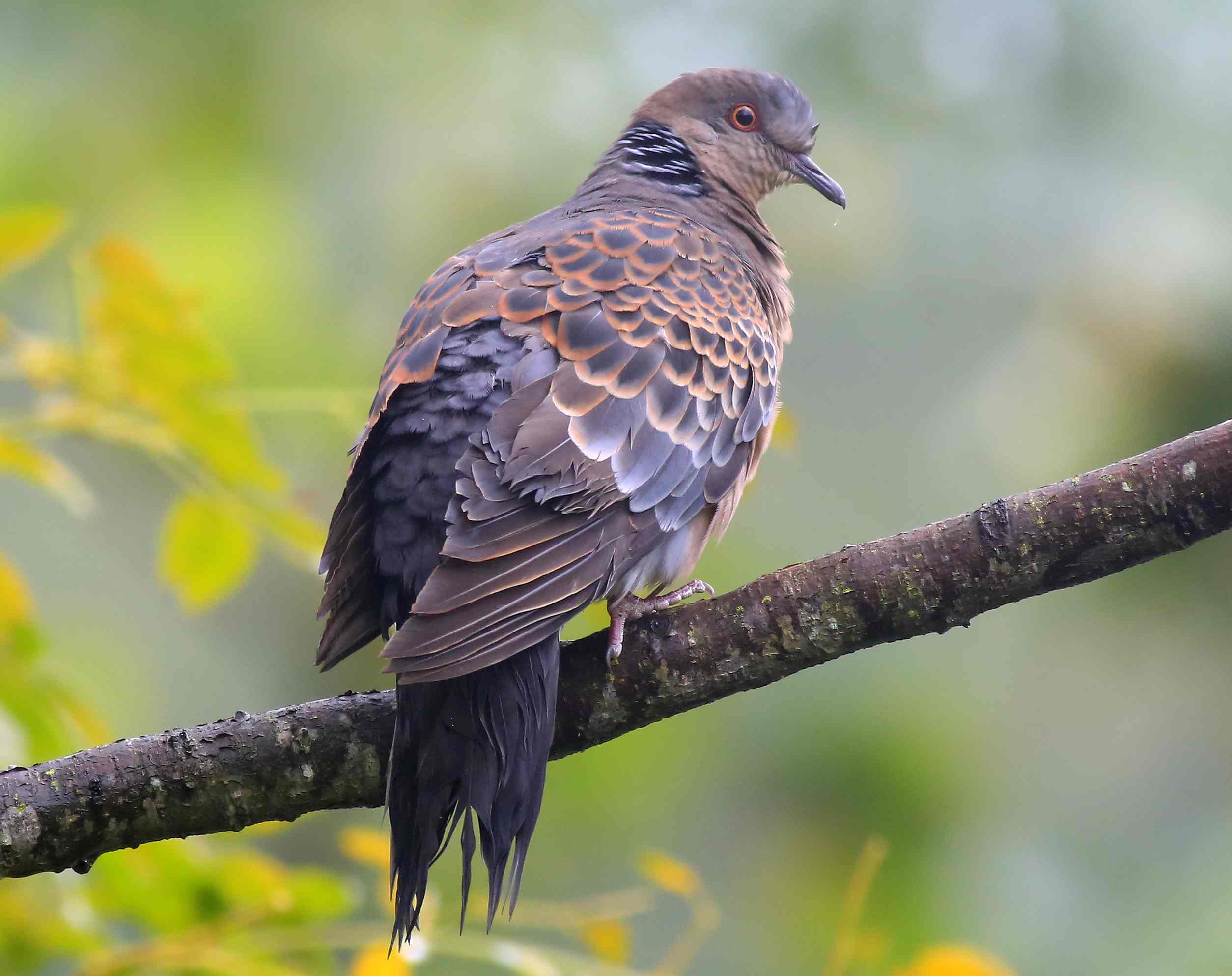 Oriental Turtle Dove 2a.jpg