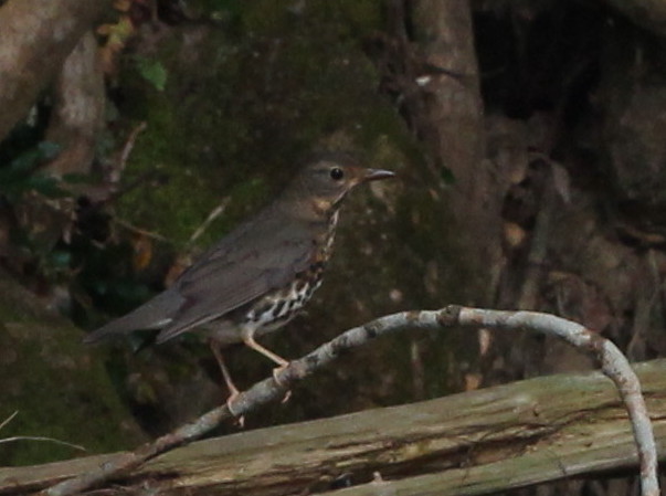 IMG_8553cropped.jpg