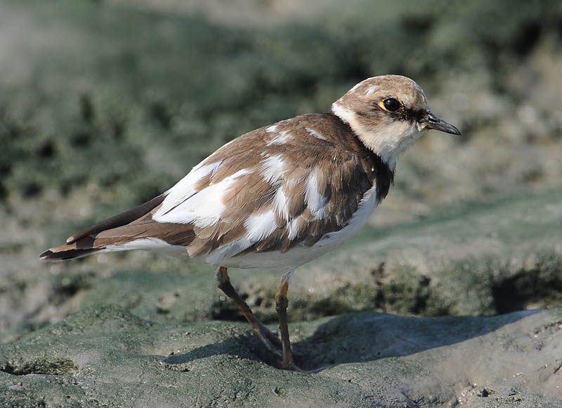 unknown moulting plover DSC_0263.jpg