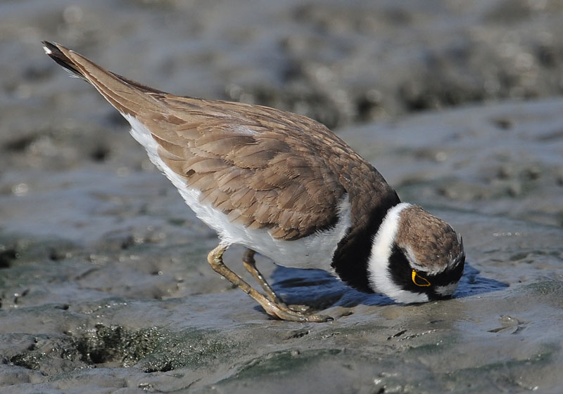 little ringed plover feed DSC_0131.jpg