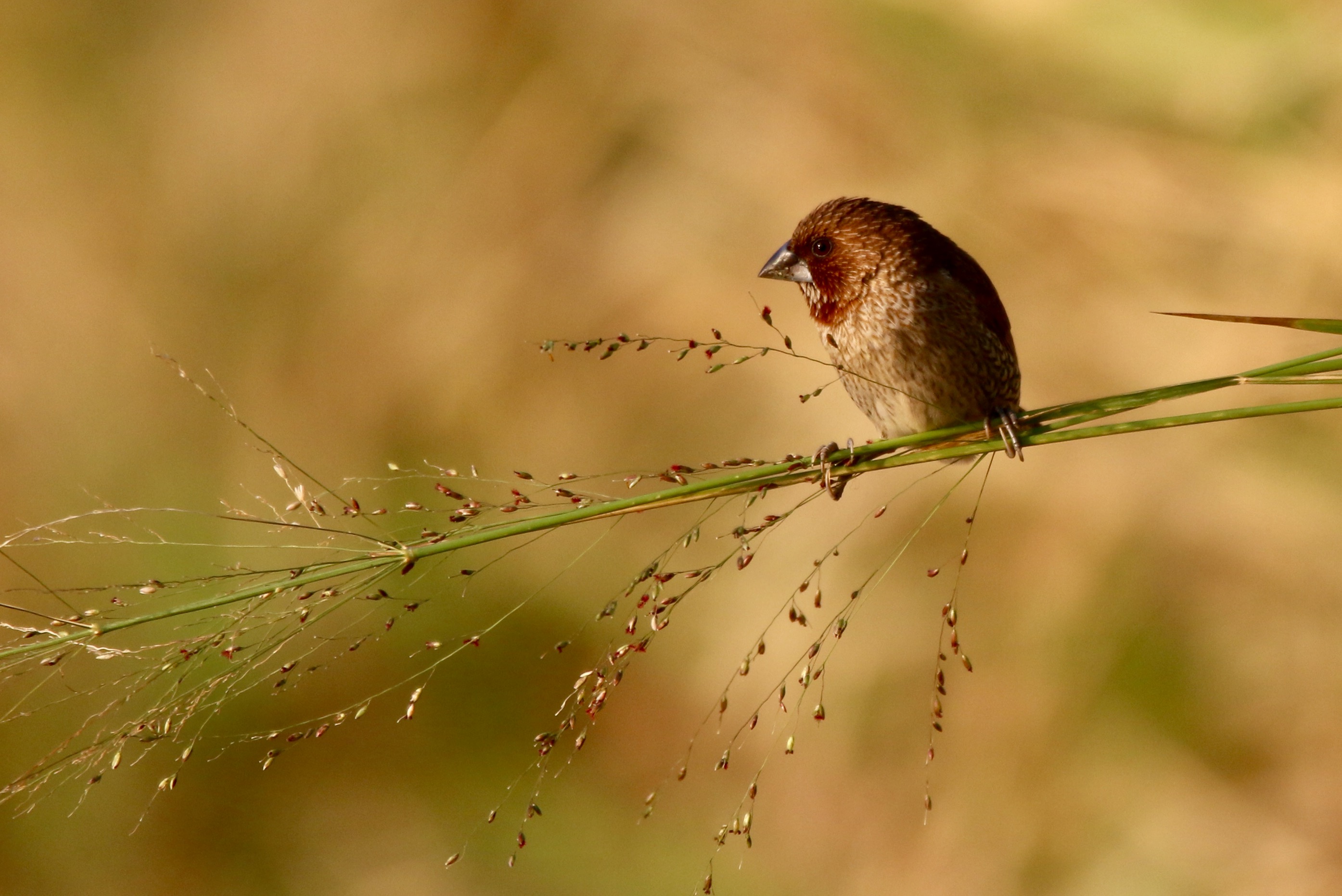 Scaly-breasted Munia.jpg