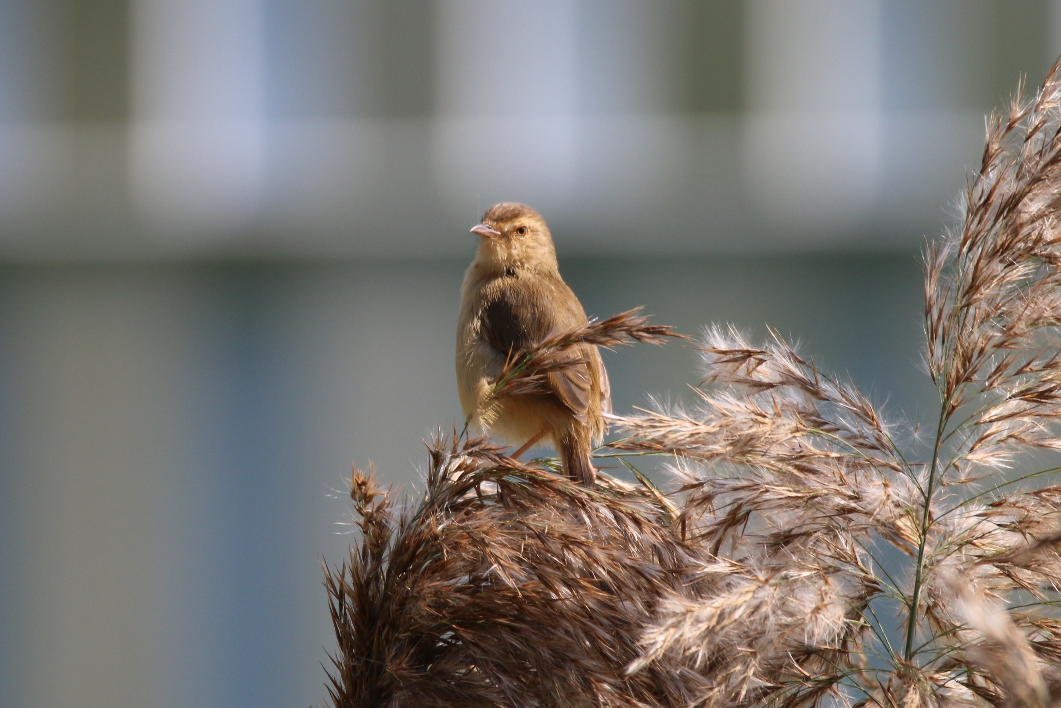 Plain Prinia.jpg