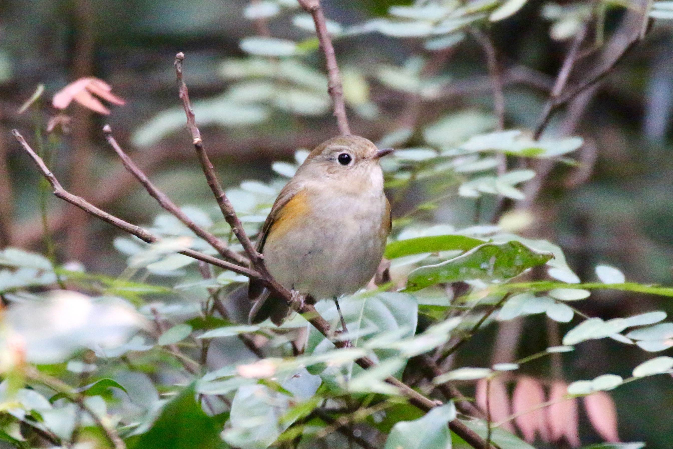 Unknown Ficedula@tai po kau HKG 16Dec'16.jpg