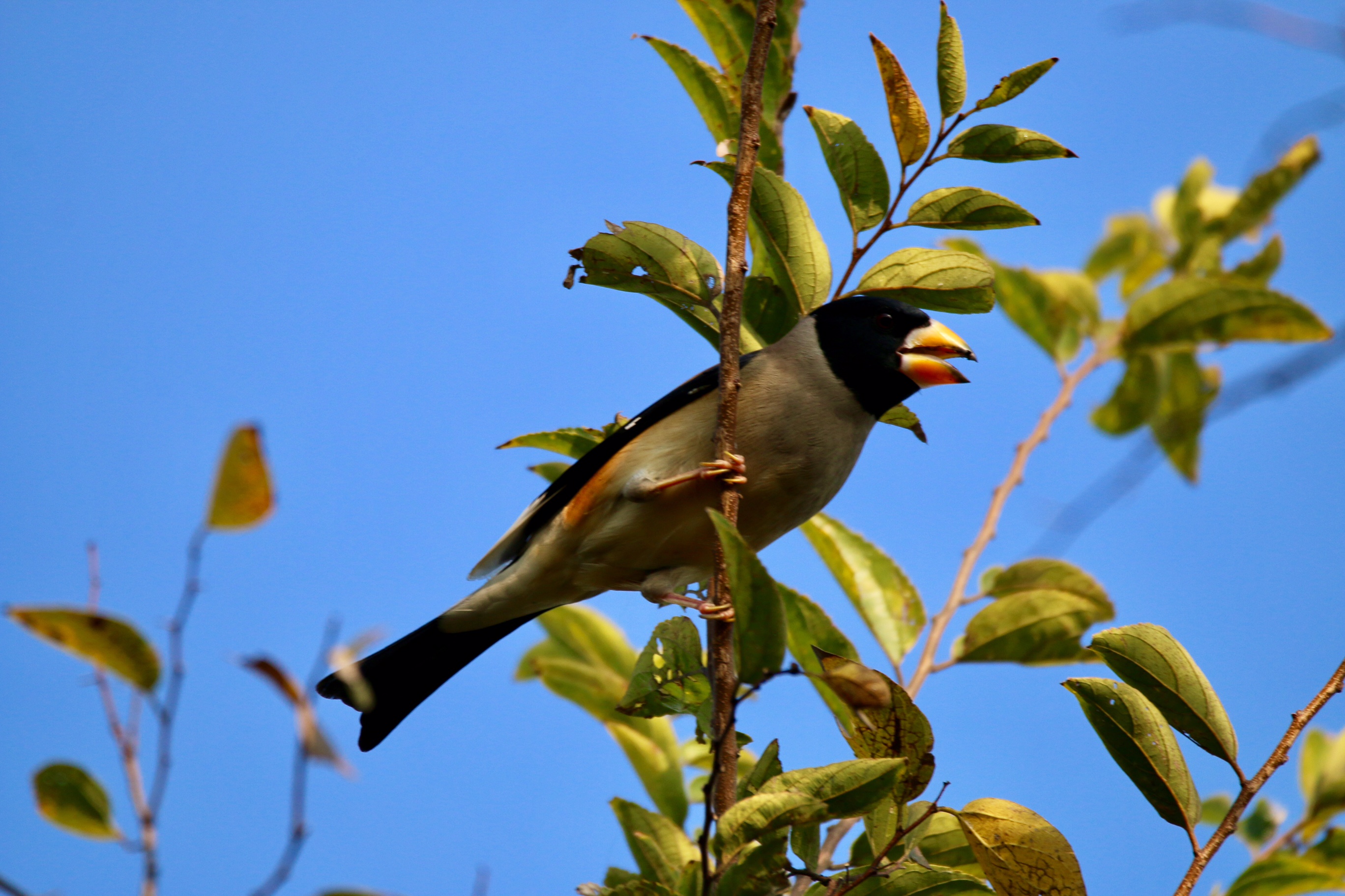 Chinese Grosbeak.jpg