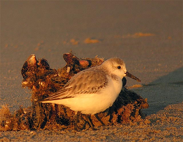 sanderling DSCN5494.jpg