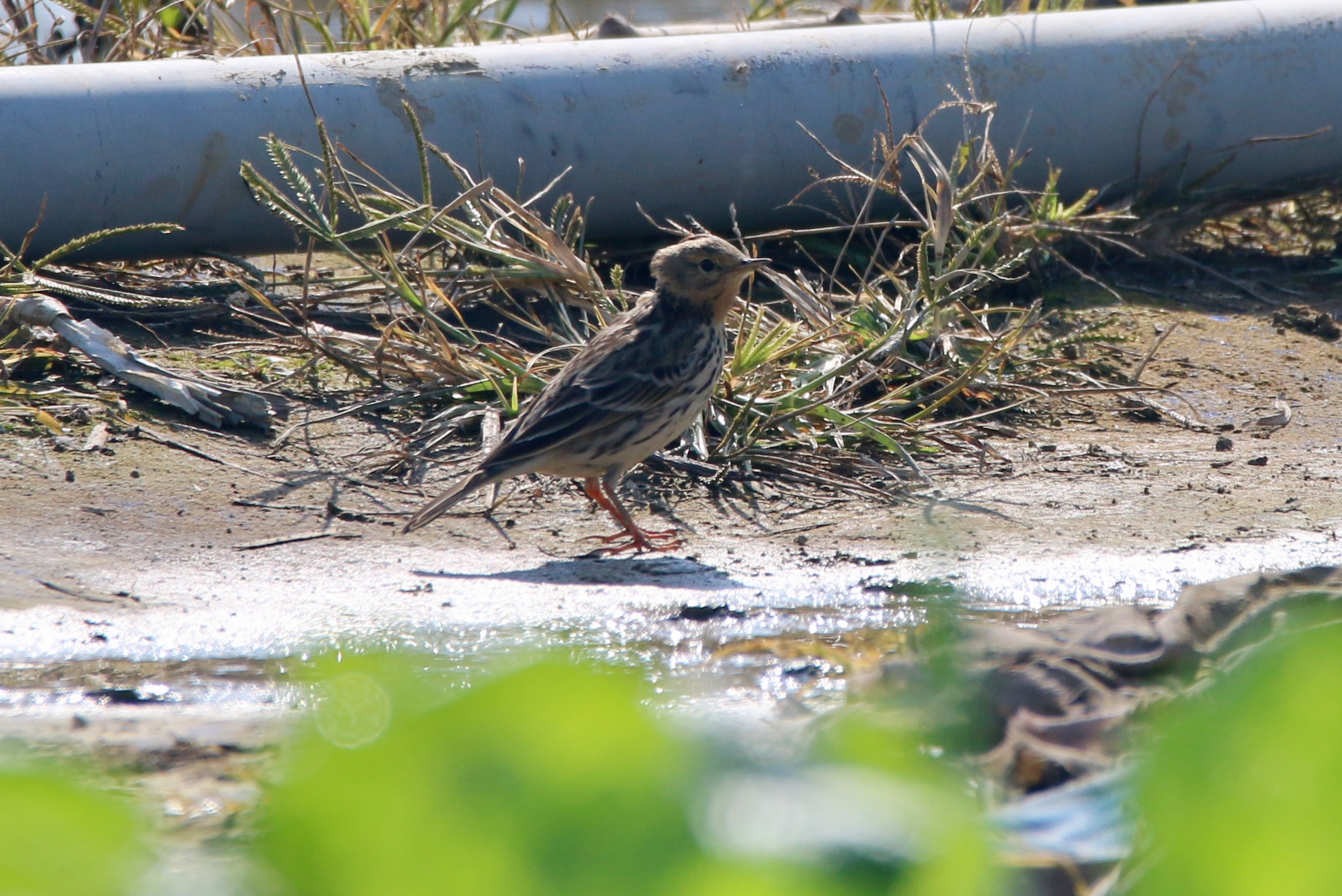 red-throated pipit (anthus cervinus)@long valley HKG 13Dec'16.jpg