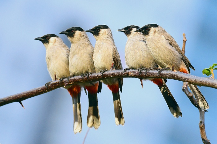 scooty-headed bulbul001.jpg