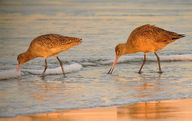 marbled godwits.pair .jpg