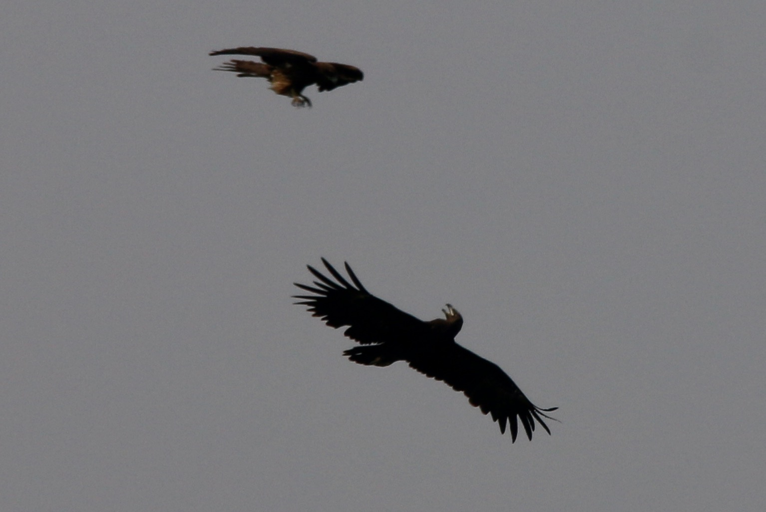 Eagle vs. Kite.jpg