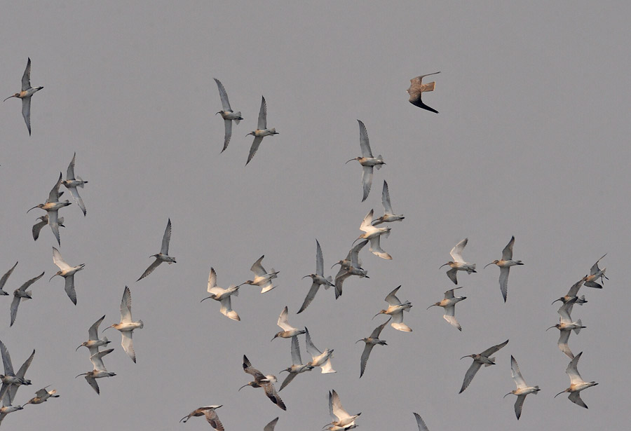 peregrine curlews DSC_0565.jpg