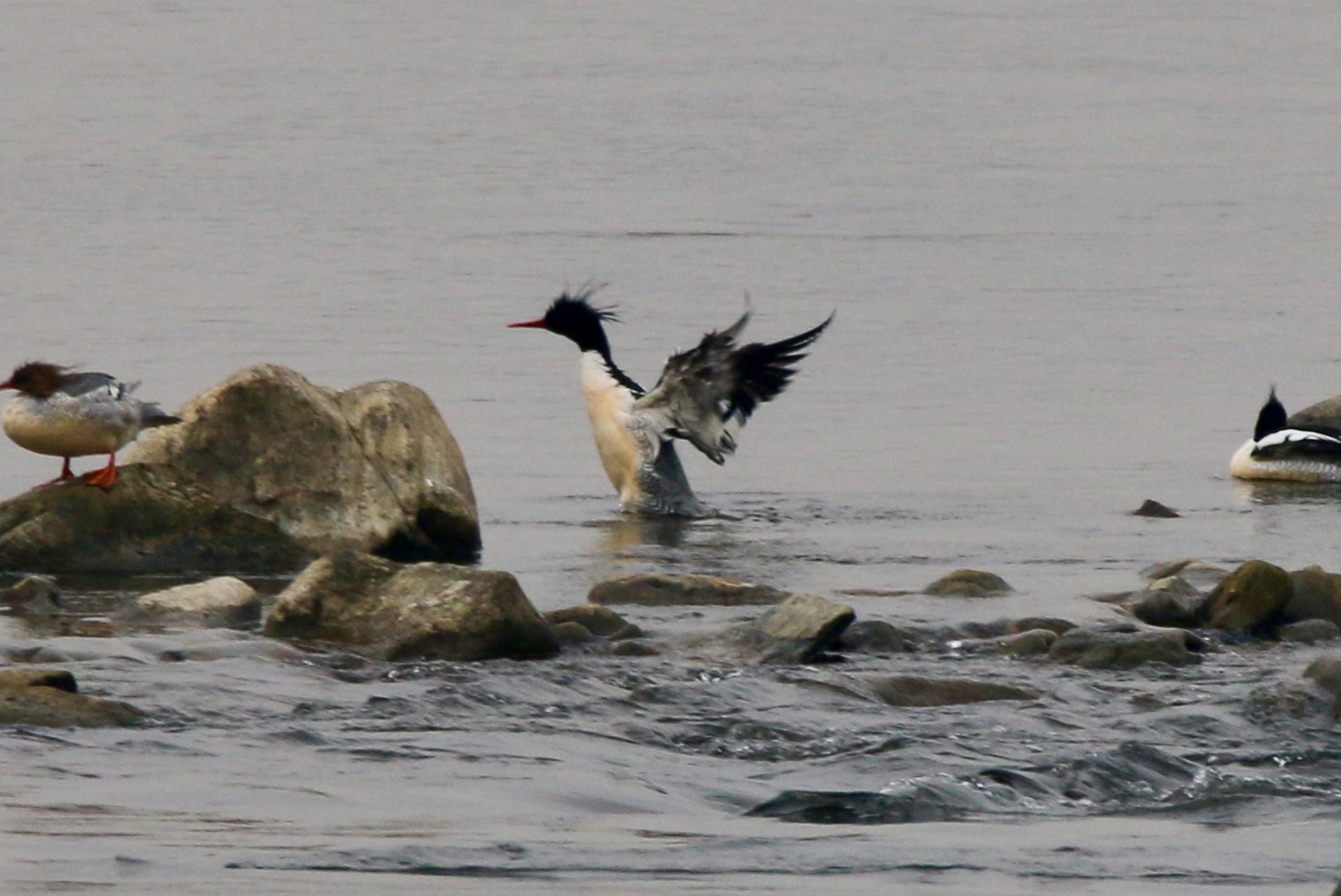 Merganser.jpg