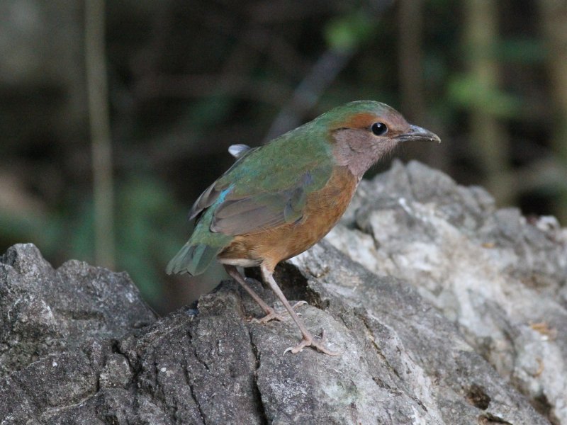 Blue-rumped Pitta.jpg