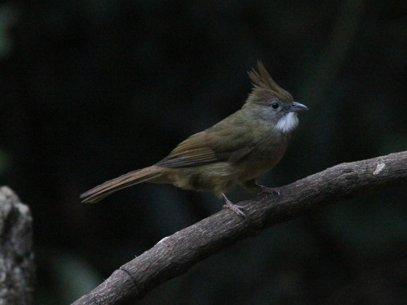 Puff-throated Bulbul.jpg