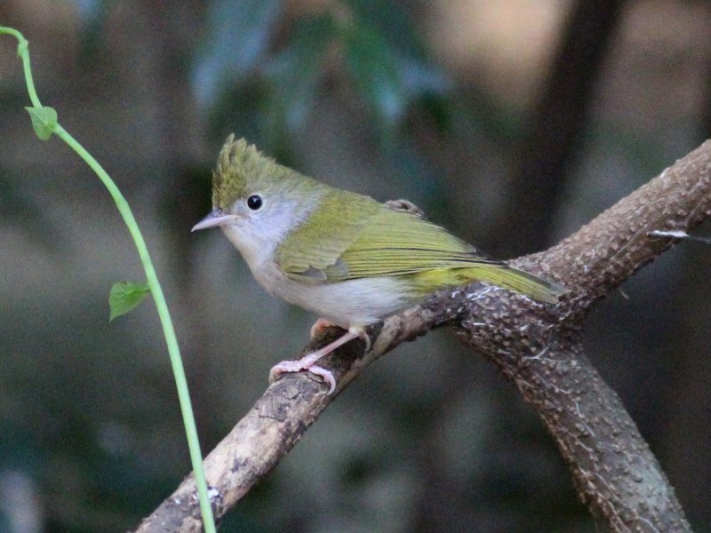 White-bellied Erpornis.jpg