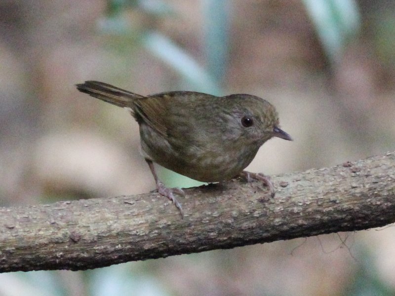 Buff-breasted Babbler 01.jpg