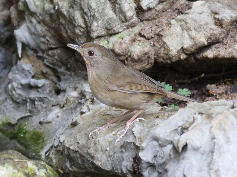 Buff-breasted Babbler 02.jpg