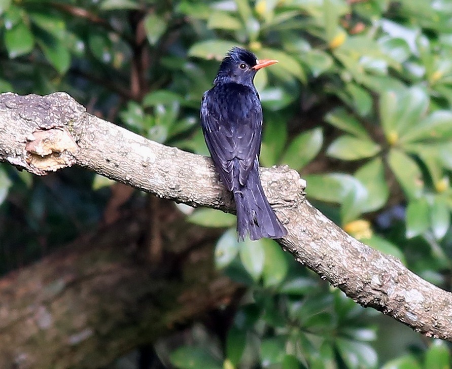 Black Bulbul 3a.jpg