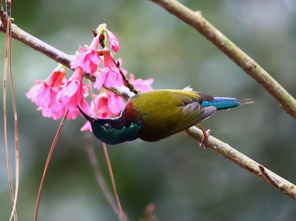 Fork-tailed Sunbird 4a.jpg