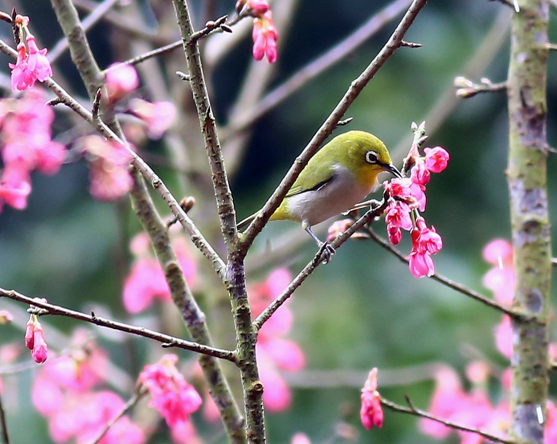 Japanese White-eye 2a.jpg