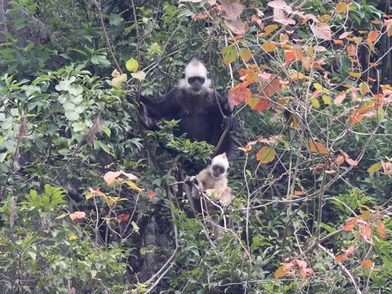 White-headed langur 2.jpg