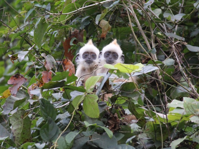 White-headed langur 1.jpg