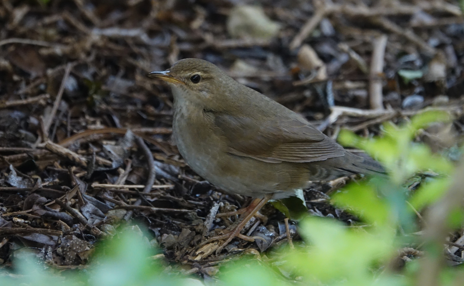 DSC05805 Baikal Bush Warbler @ Telford Gdns.JPG