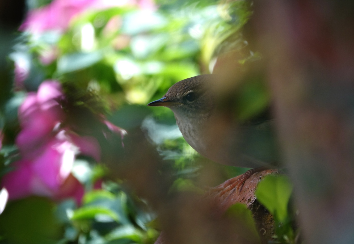 DSC05820 Baikal Bush Warbler @ Telford Gardens.JPG
