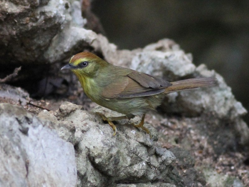 Pin-striped Tit-Babbler.jpg