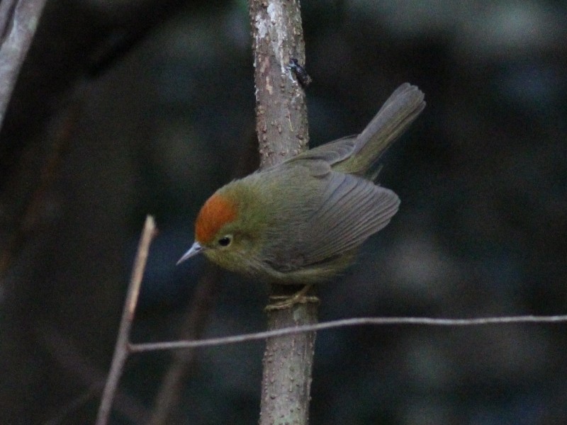 Rufous-capped Babbler.jpg