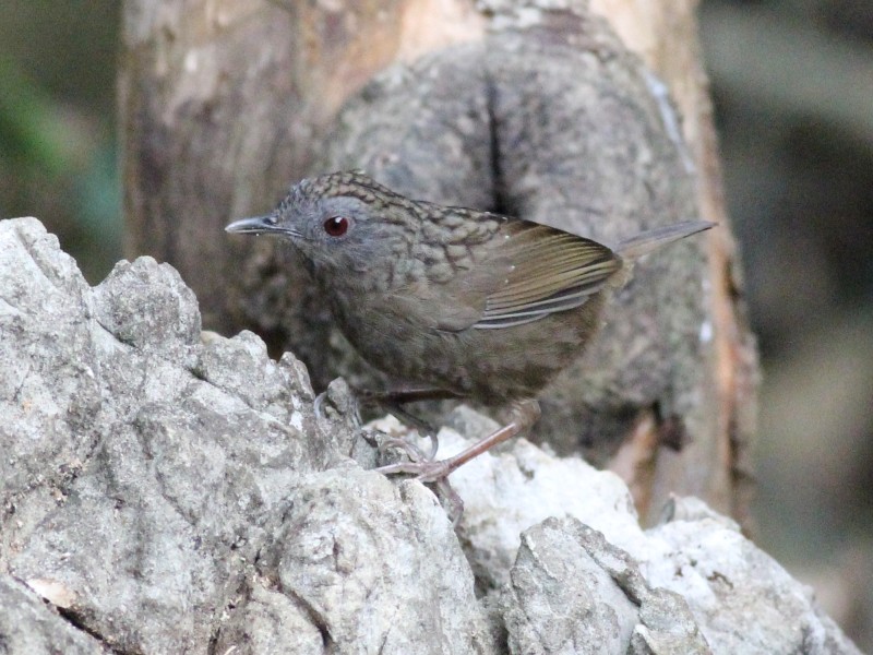 Streaked Wren-Babbler.jpg