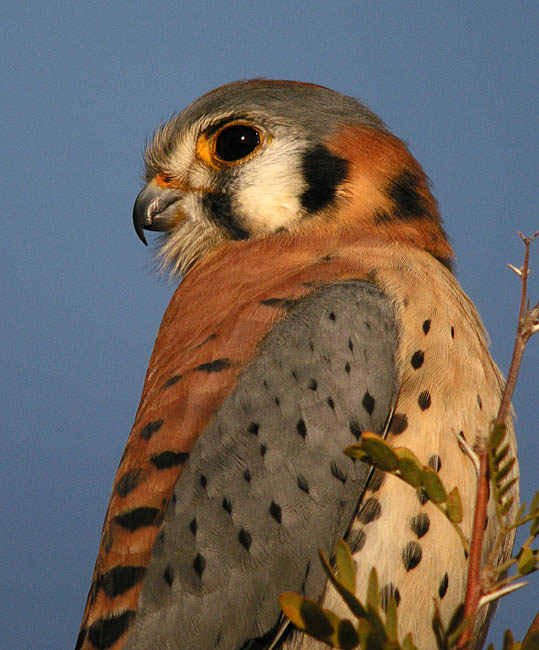 american kestrel.male DSCN7517.jpg