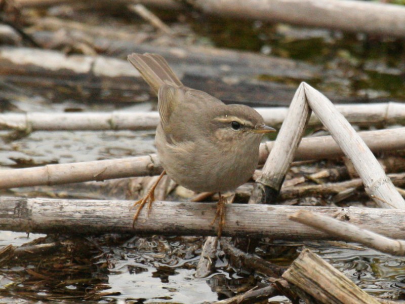 Warbler 080210.jpg