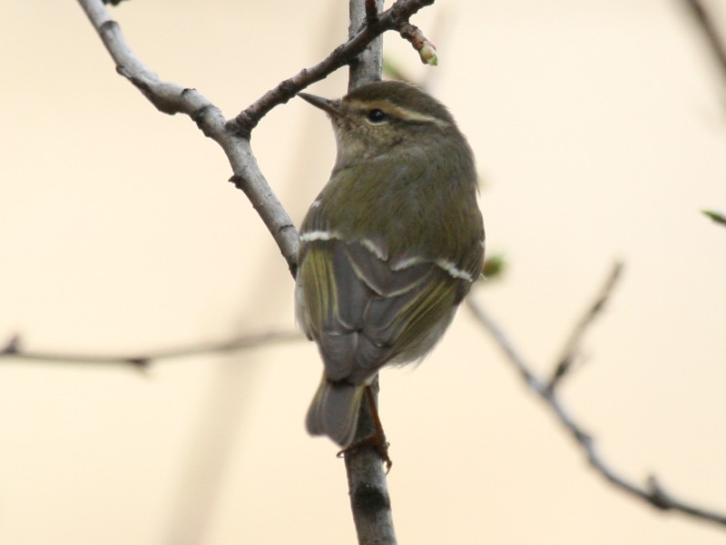 Hume's Leaf Warbler.jpg