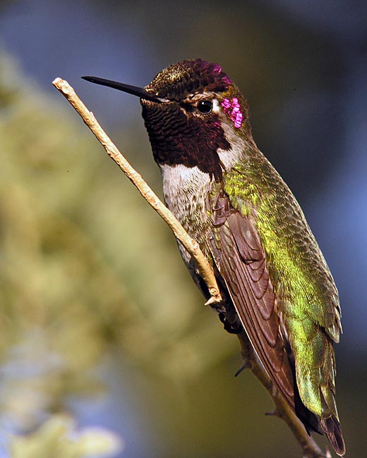 annnas hummingbird.45xDSCN6992.jpg