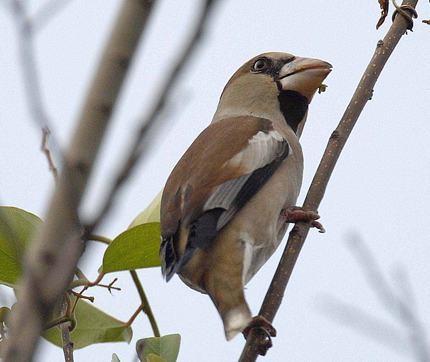 Hawfinch x.jpg