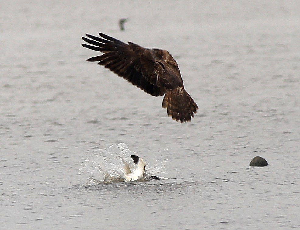 EMHchasingPiedAvocet3a.jpg