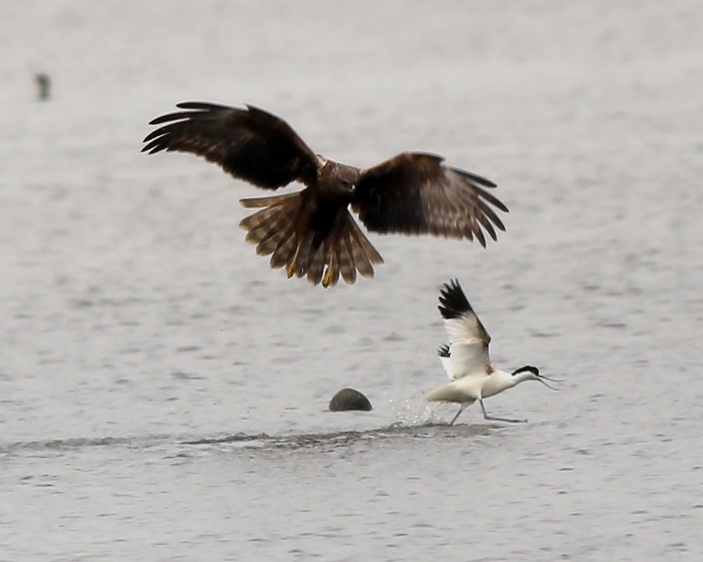 EMHchasingPiedAvocet6a.jpg