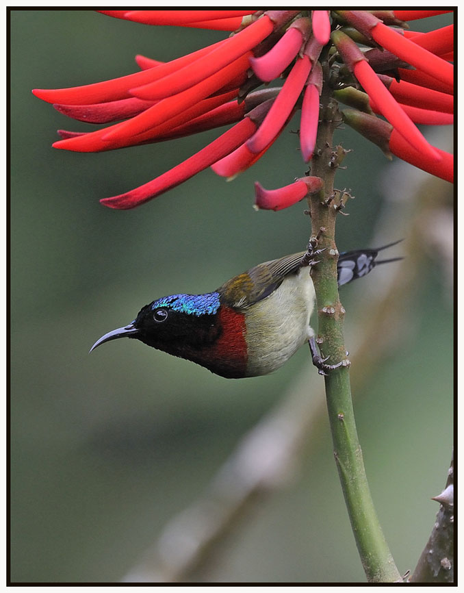 叉尾太陽鳥 (Fork-tailed Sunbird – Male) 2.jpg