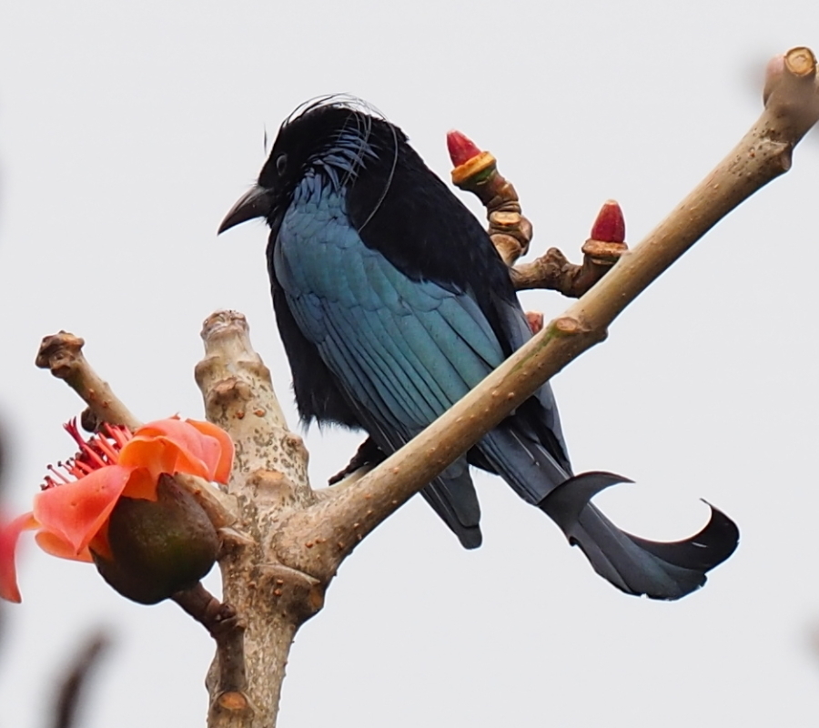 HairCrestedDrongo.jpg