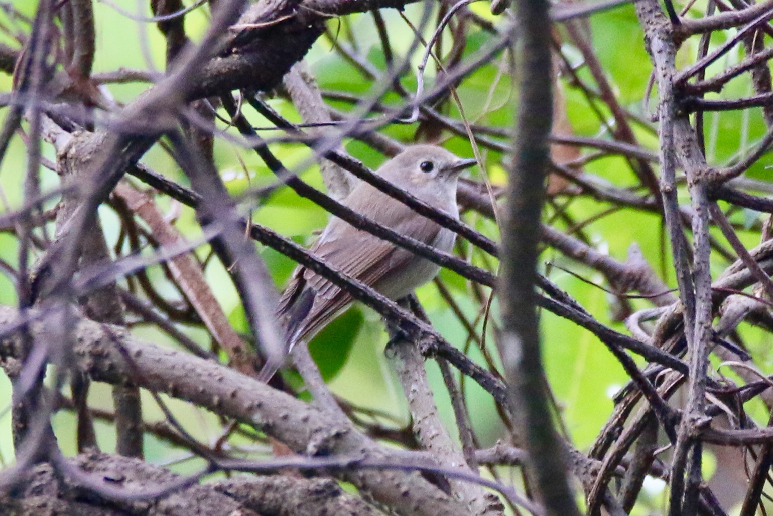 unknown flycatcher()@mai po nature reserve HKG 22Mar'17.jpg