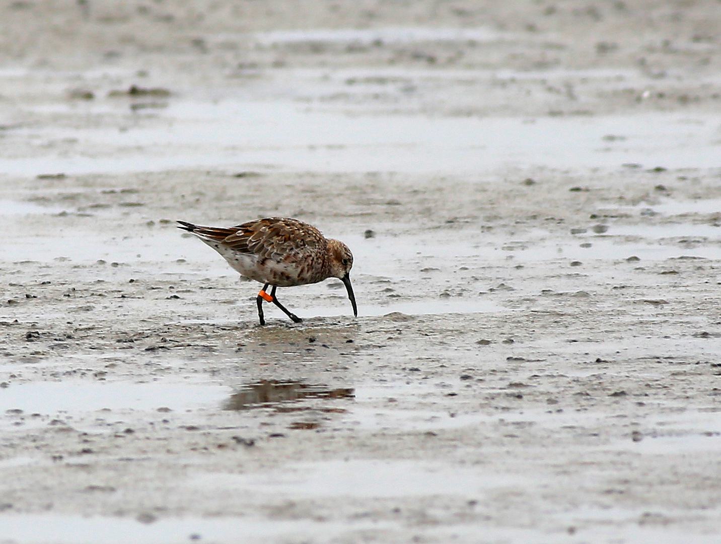 Dunlin (orange) a.jpg